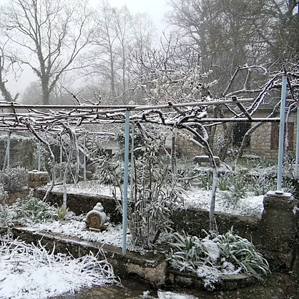 How to Protect Your Plants During Winter Freezes