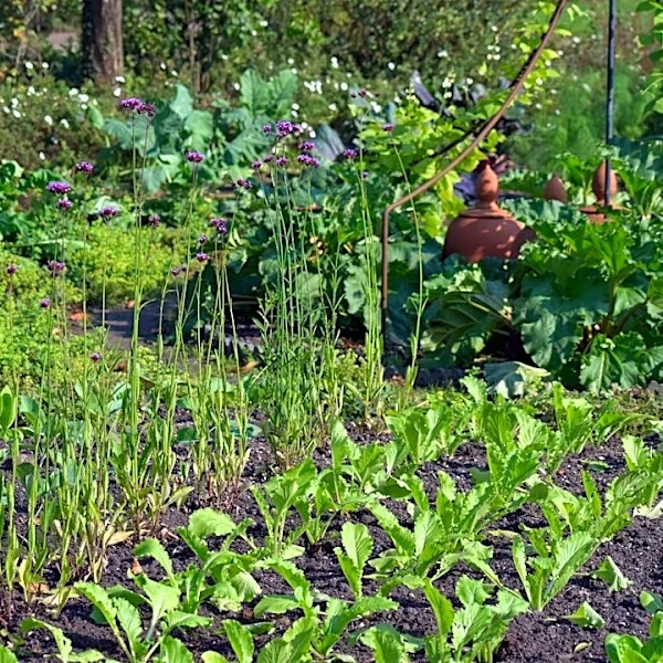 Mastering Georgia's Planting Calendar: Frost Dates and Growing Tips