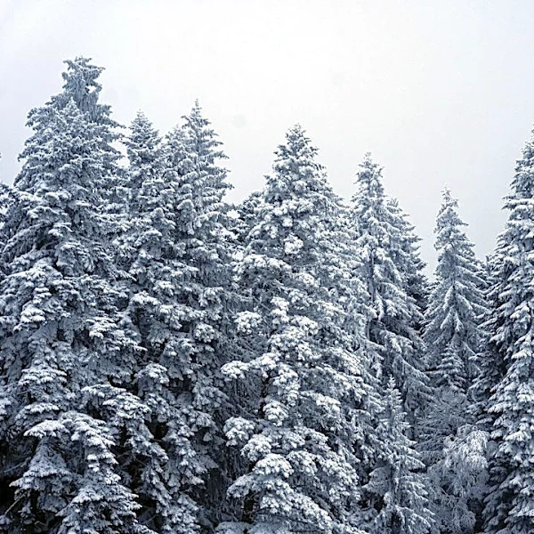 Understanding Wind Chill and Its Effects