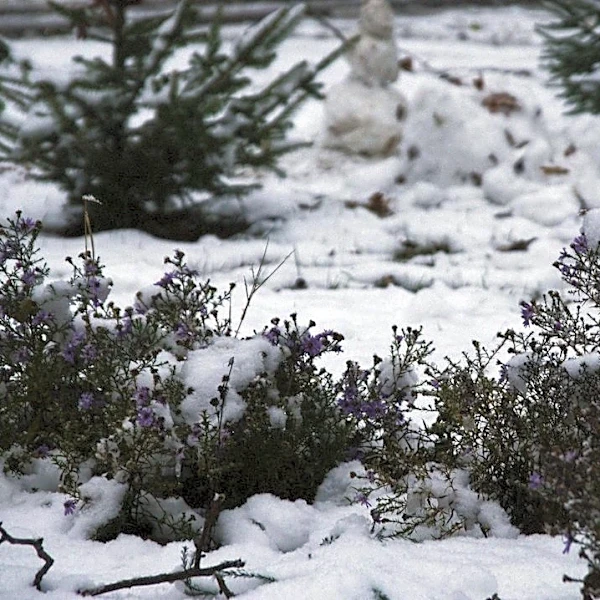 Which Herbs Can Survive Winter Outdoors?