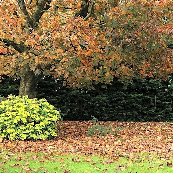 Wisconsin Yard & Garden: Mid-Fall Gardening Tips for Winter Preparation
