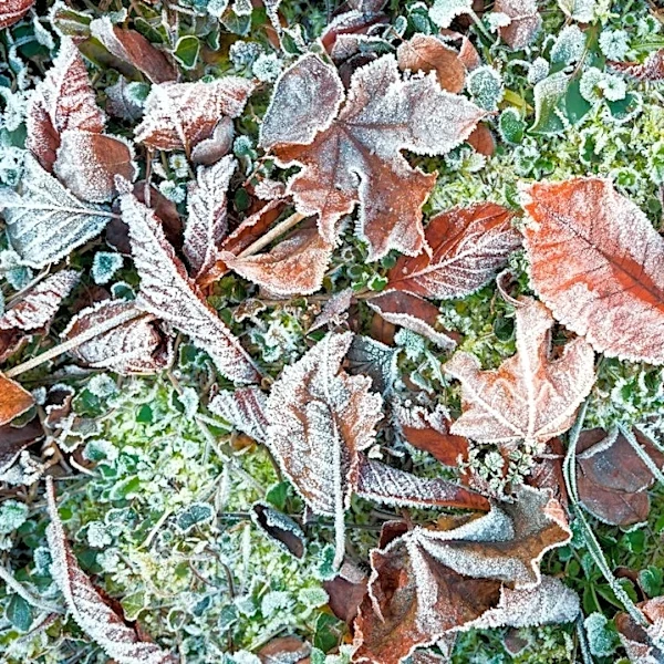 Frost Timing Key for Pruning Perennials