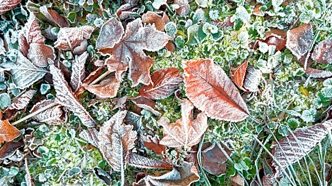Frost Timing Key for Pruning Perennials