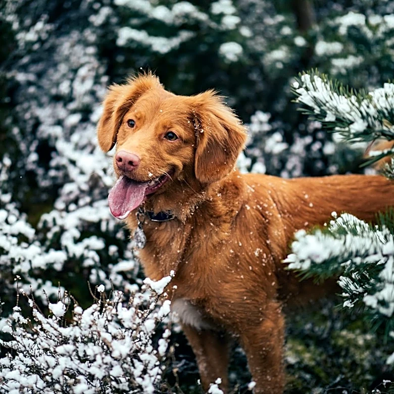 7 Dog Breeds That Thrive in Cold Weather