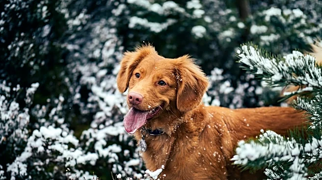 7 Dog Breeds That Thrive in Cold Weather