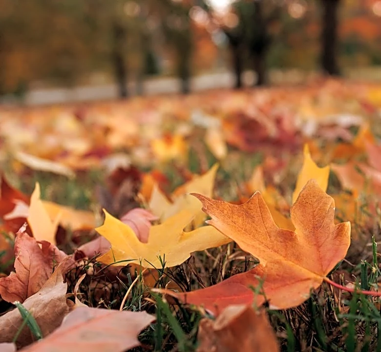 Baltimore County Invites Visitors to Enjoy Peak Fall Foliage