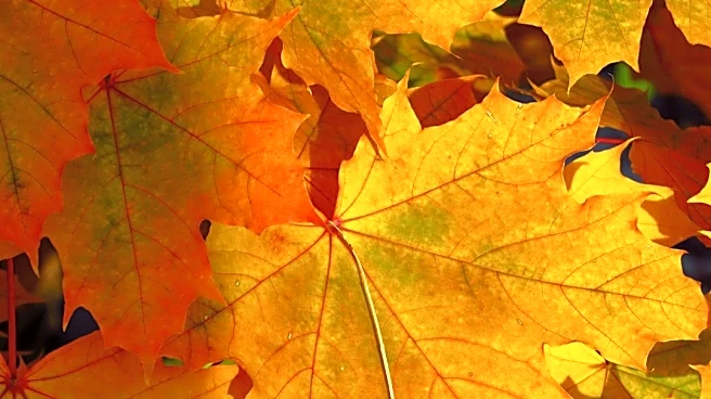 Fall Allergies Nearing End as First Frost Approaches