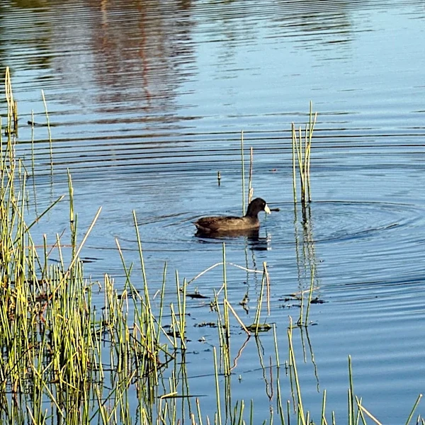 Spotting the American Coot During Fall Migration