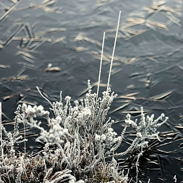 Understanding Frost Formation: Air vs. Surface Temps