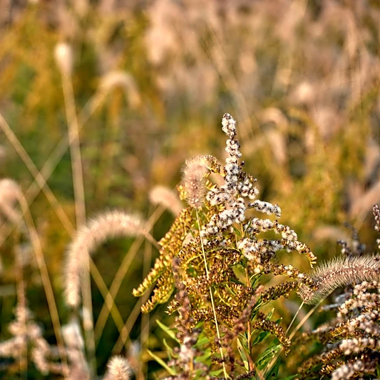 Ragweed Season Extends Fall Allergy Symptoms in Massachusetts