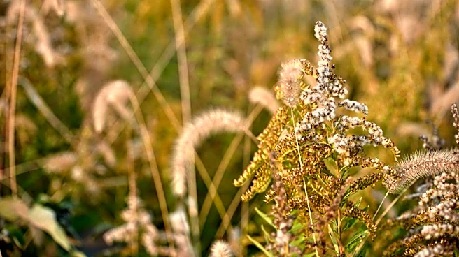 Ragweed Season Extends Fall Allergy Symptoms in Massachusetts