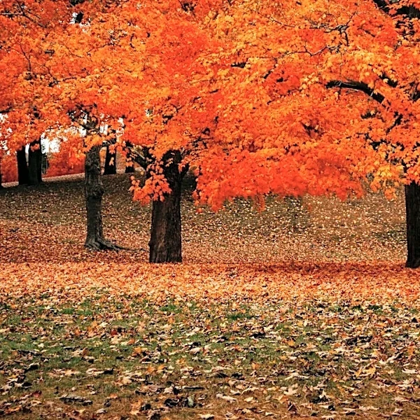 How to Prepare Your Lawn for Fall in the Pacific Northwest