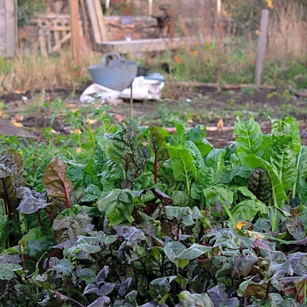 Cool-Season Gardening Tips for a Productive Fall