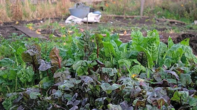 Cool-Season Gardening Tips for a Productive Fall