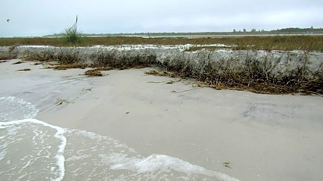 King Tides Cause Coastal Flooding, Wildlife Risks in Florida