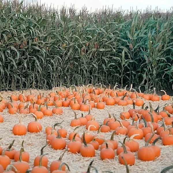 Dartmouth Encourages Pumpkin Composting After Halloween