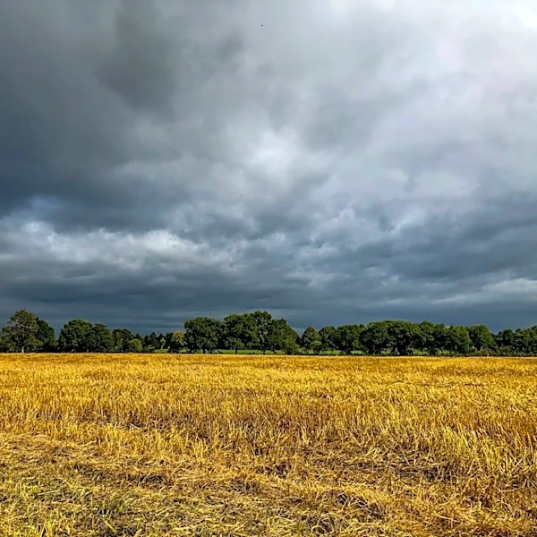 Storms to Narrow Harvest Window in Early November