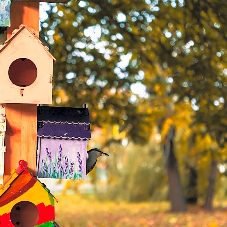 Autumn Birdwatching: Seasonal Visitors to Look Out For