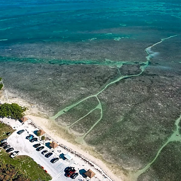 Record Heatwave Devastates Florida Keys Coral Reefs