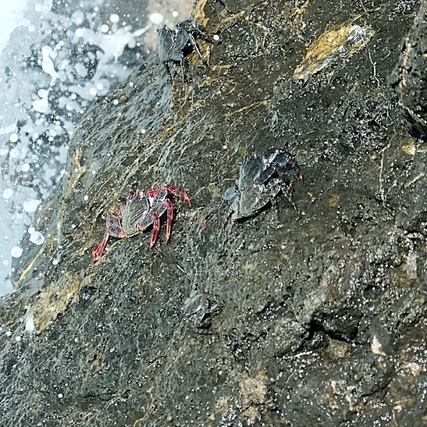 Marine Heatwave Linked to Bering Sea Crab Collapse