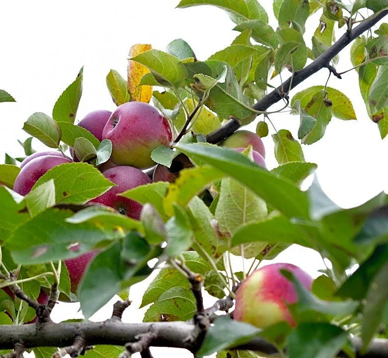 Maine Allocates Over $450,000 to Boost Specialty Crop Agriculture