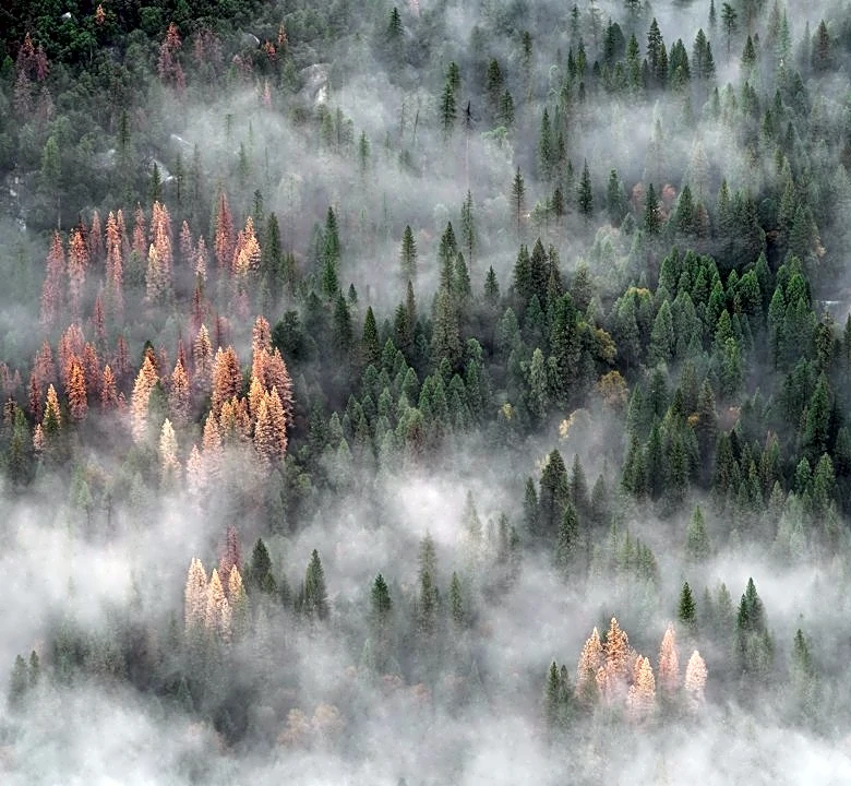 Wildfires Controlled in Adirondacks and Taconics Amid Dry Conditions