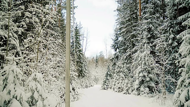 Michigan Winter Trails: Snowshoe & Ski Guide
