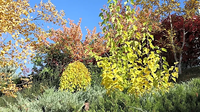 Mulching Tips for Gardens Before and After Frost