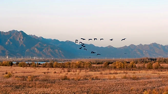 How Weather Influences Bird Migration Patterns