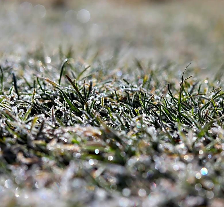 How to Protect Grass Seed from Frost: Tips for a Healthy Lawn