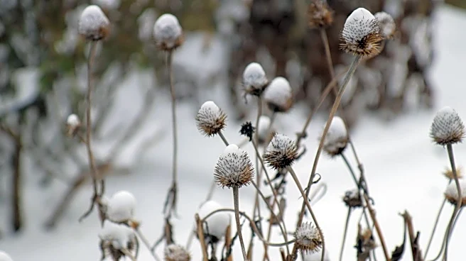 5 Plants You Shouldn't Cut Back Before Winter in Boise