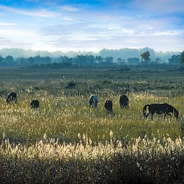 How Wildfire Smoke Affects Dairy Cattle Health and Production
