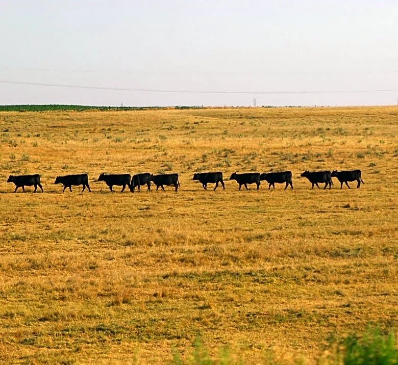 Nebraska Livestock Producers Face July 15 Deadline for Drought Assistance Eligibility