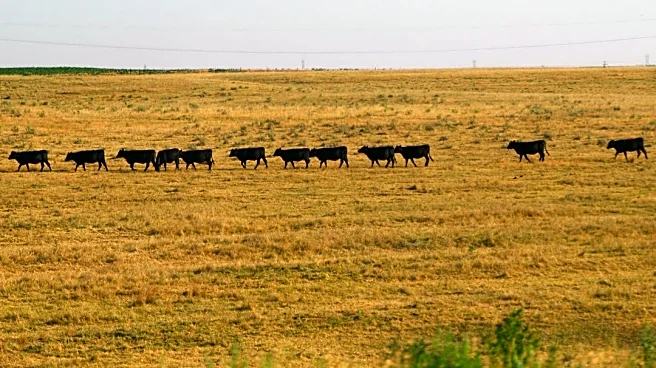 Nebraska Livestock Producers Face July 15 Deadline for Drought Assistance Eligibility
