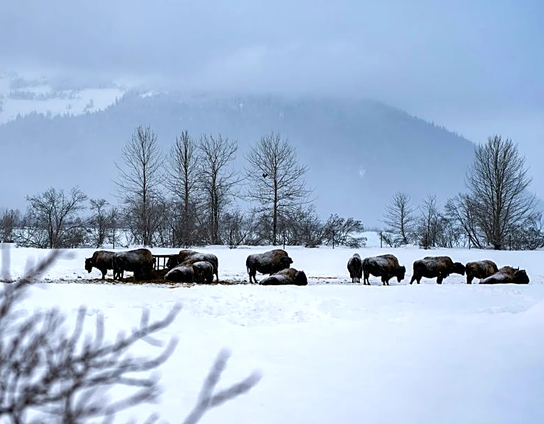Icy Roads in Anchorage Lead to Moose Collision