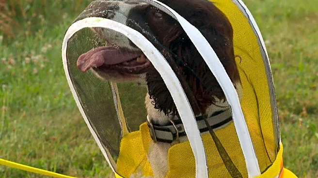 Former K-9 Maple is busy as a bee sniffing out threats to Michigan State University colonies
