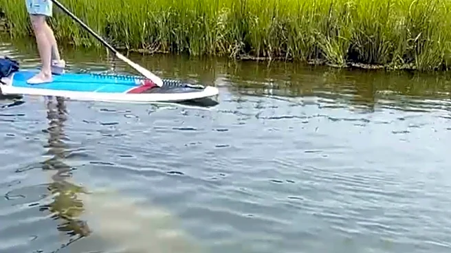 Scientists standing by to rescue rare manatee sighted in cold New England waters
