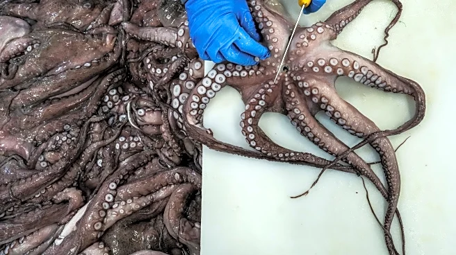 As octopuses dwindle in Spanish waters, suppliers look to imports and farming despite concerns