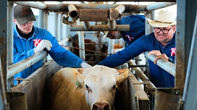 The US plans to build a $750M fly factory in Texas to stop a flesh-eating cattle parasite