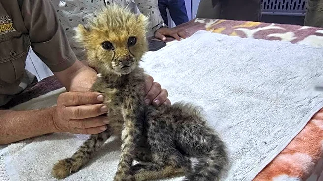 Cheetah cubs destined for the illegal trade in exotic wildlife rescued in Somaliland