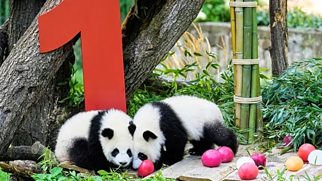 Berlin's newest panda twins, Leni and Lotti, celebrate their 1st birthday