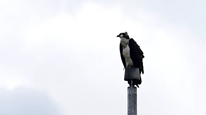 Ospreys nesting on stadium light pole disrupts Minnesota high school's fall sports season