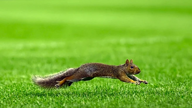 Squirrel runs onto Yankee Stadium field during 4th inning of Red Sox-Yankees game