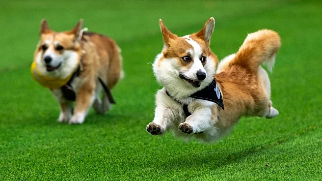 Little legs, big dreams: More than 100 teams compete in Lithuania's international Corgi race