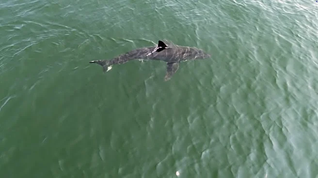 Great white sharks are going north. Here's what the numbers say