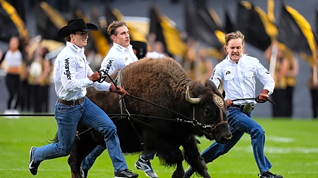 Home on the ranch: Colorado's live mascot Ralphie VI retires from field, replacement in training