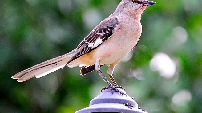 One Tech Tip: Ditch the chatbots and take your AI nature apps on a birdwatching hike