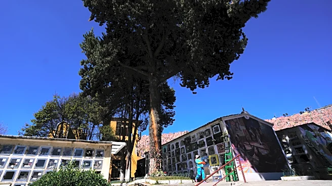 Devotees say Bolivia's lightning-struck 'miracle tree' conjures luck