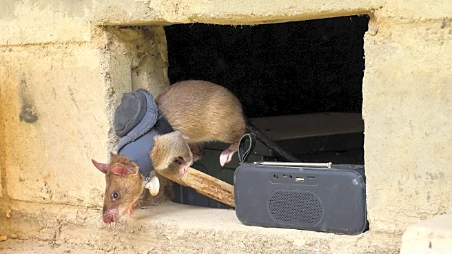 Land mines and tuberculosis are no match for Tanzanian ‘hero rats’ sniffing out danger and disease