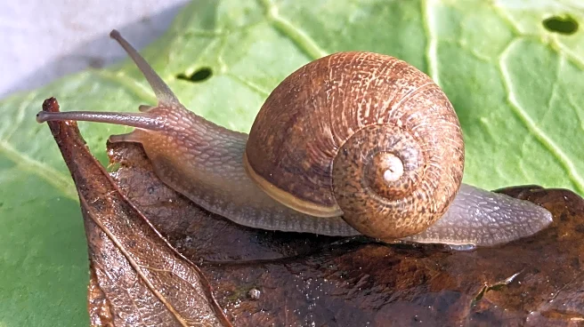 Ned the snail has looks, patience and absolutely no luck in love